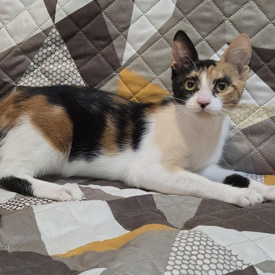 Kätzchen Lilly will von Dir geknuddelt werden, EKH Jungtier - Katze