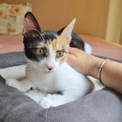 Kätzchen Lilly will von Dir geknuddelt werden, EKH Jungtier - Katze