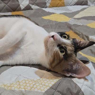 Kätzchen Lilly will von Dir geknuddelt werden, EKH Jungtier - Katze