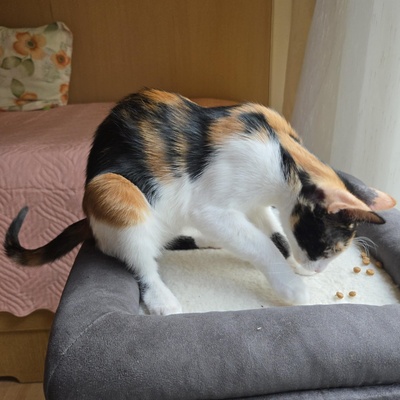 Kätzchen Lilly will von Dir geknuddelt werden, EKH Jungtier - Katze
