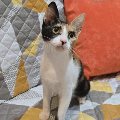 Kätzchen Lilly will von Dir geknuddelt werden, EKH Jungtier - Katze