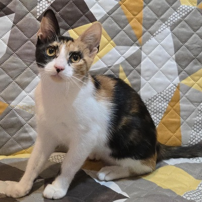 Kätzchen Lilly will von Dir geknuddelt werden, EKH Jungtier - Katze