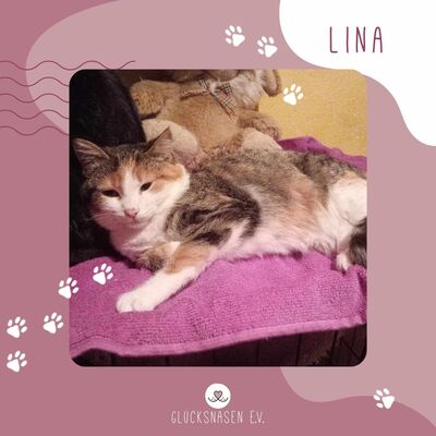 Kätzchen Lina sucht Dich zum schmusen, EKH Jungtier - Katze 1