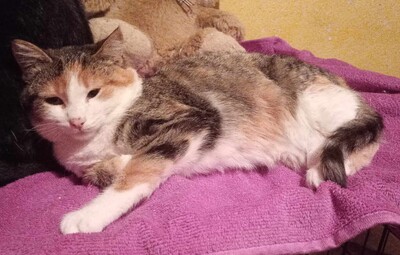 Kätzchen Lina sucht Dich zum schmusen, EKH Jungtier - Katze