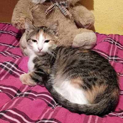 Kätzchen Lina sucht Dich zum schmusen, EKH Jungtier - Katze