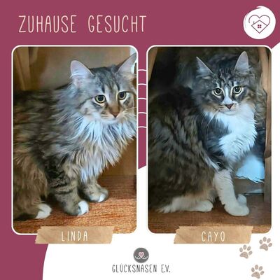 Kätzchen Linda und Cayo brauchen etwas Zeit, EKH Jungtier - Katze