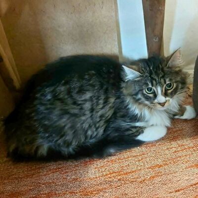 Kätzchen Linda und Cayo brauchen etwas Zeit, EKH Jungtier - Katze