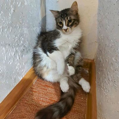 Kätzchen Linda und Cayo brauchen etwas Zeit, EKH Jungtier - Katze