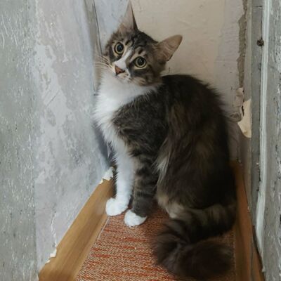 Kätzchen Linda und Cayo brauchen etwas Zeit, EKH Jungtier - Katze