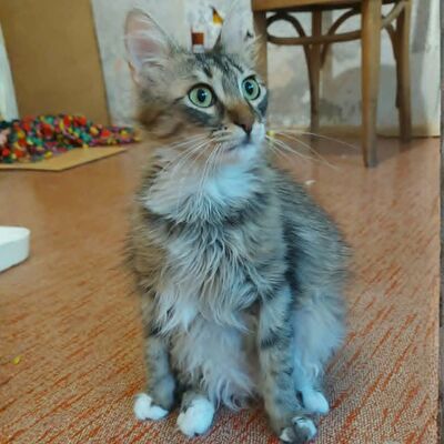 Kätzchen Linda und Cayo brauchen etwas Zeit, EKH Jungtier - Katze