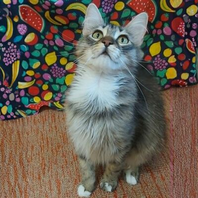 Kätzchen Linda und Cayo brauchen etwas Zeit, EKH Jungtier - Katze