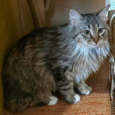 Kätzchen Linda und Cayo brauchen etwas Zeit, EKH Jungtier - Katze