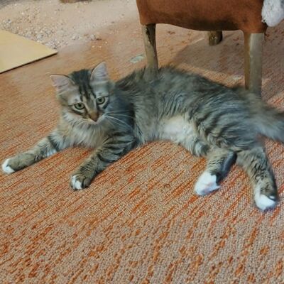 Kätzchen Linda und Cayo brauchen etwas Zeit, EKH Jungtier - Katze