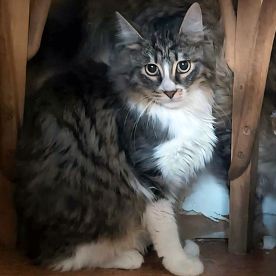 Kätzchen Linda und Cayo brauchen etwas Zeit, EKH Jungtier - Katze