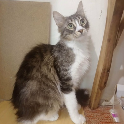 Kätzchen Linda und Cayo brauchen etwas Zeit, EKH Jungtier - Katze
