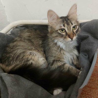 Kätzchen Linda und Cayo brauchen etwas Zeit, EKH Jungtier - Katze