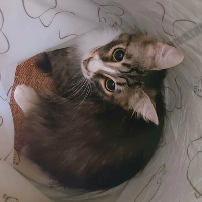 Kätzchen Linda und Cayo brauchen etwas Zeit, EKH Jungtier - Katze