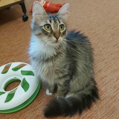 Kätzchen Linda und Cayo brauchen etwas Zeit, EKH Jungtier - Katze