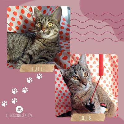Kätzchen Lotti und Louis suchen Dich zum schmusen, EKH Jungtier - Katze