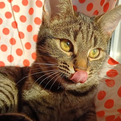 Kätzchen Lotti und Louis suchen Dich zum schmusen, EKH Jungtier - Katze