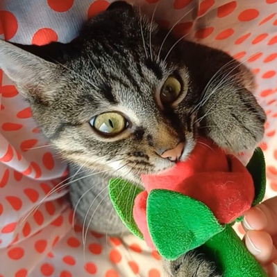 Kätzchen Lotti und Louis suchen Dich zum schmusen, EKH Jungtier - Katze