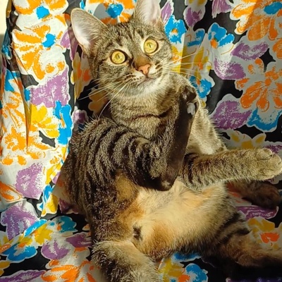 Kätzchen Lotti und Louis suchen Dich zum schmusen, EKH Jungtier - Katze