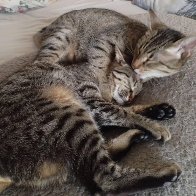 Kätzchen Lotti und Louis suchen Dich zum schmusen, EKH Jungtier - Katze