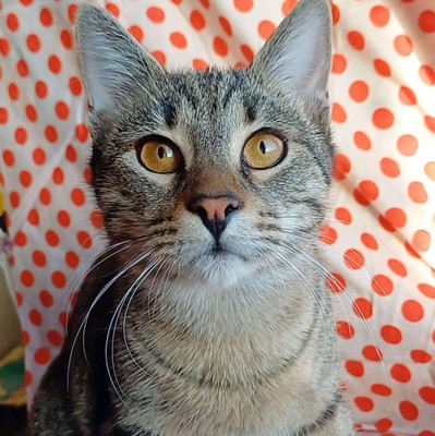 Kätzchen Lotti und Louis suchen Dich zum schmusen, EKH Jungtier - Katze