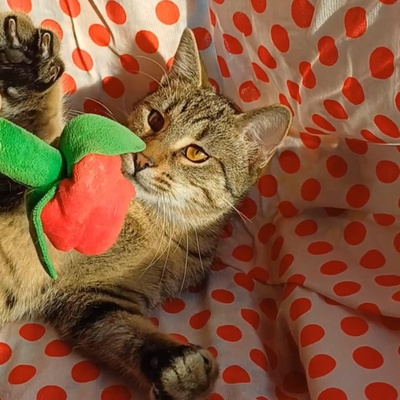 Kätzchen Lotti und Louis suchen Dich zum schmusen, EKH Jungtier - Katze