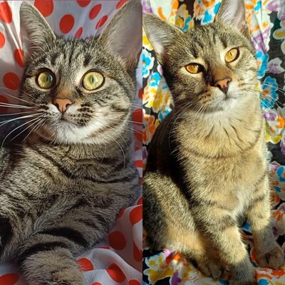 Kätzchen Lotti und Louis suchen Dich zum schmusen, EKH Jungtier - Katze