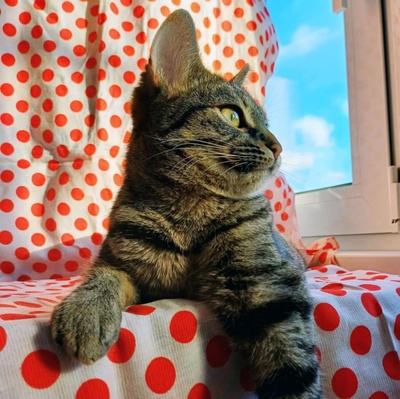 Kätzchen Lotti und Louis suchen Dich zum schmusen, EKH Jungtier - Katze