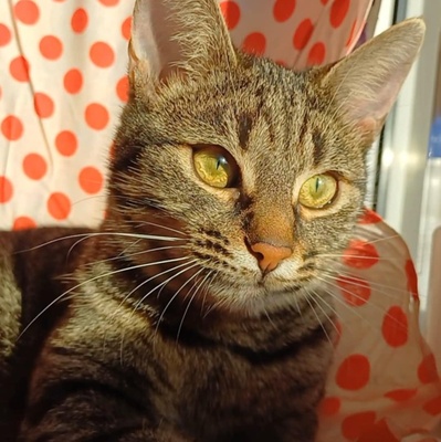 Kätzchen Lotti und Louis suchen Dich zum schmusen, EKH Jungtier - Katze