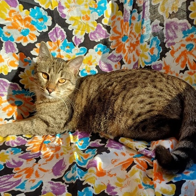 Kätzchen Lotti und Louis suchen Dich zum schmusen, EKH Jungtier - Katze