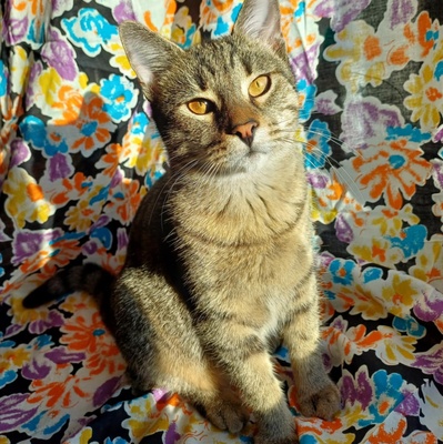 Kätzchen Lotti und Louis suchen Dich zum schmusen, EKH Jungtier - Katze