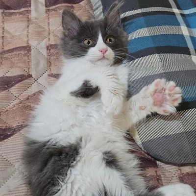 Kätzchen Luigi und Timmy möchten gern reisen, EKH Jungtier - Kater
