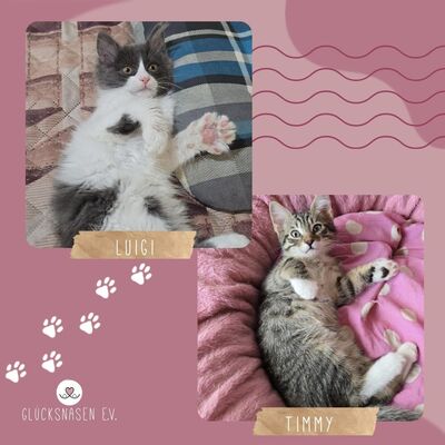 Kätzchen Luigi und Timmy suchen ihre Dosis, EKH Jungtier - Kater