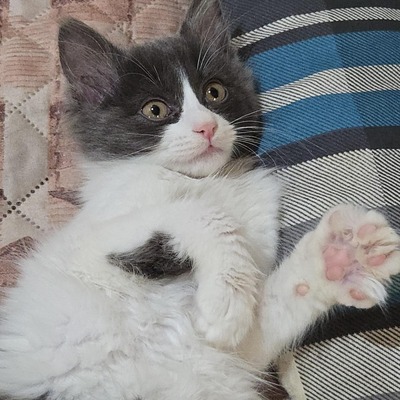 Kätzchen Luigi und Timmy suchen ihre Dosis, EKH Jungtier - Kater