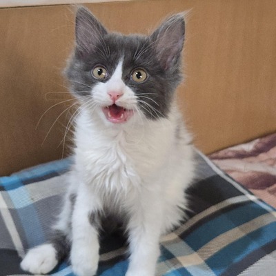 Kätzchen Luigi und Timmy suchen ihre Dosis, EKH Jungtier - Kater