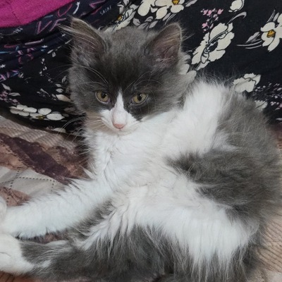 Kätzchen Luigi und Timmy suchen ihre Dosis, EKH Jungtier - Kater