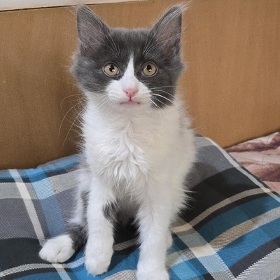 Kätzchen Luigi und Timmy suchen ihre Dosis, EKH Jungtier - Kater