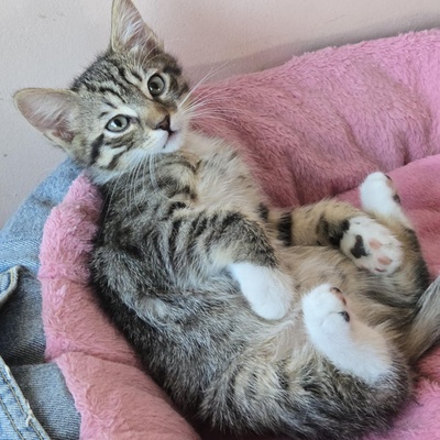 Kätzchen Luigi und Timmy suchen ihre Dosis, EKH Jungtier - Kater