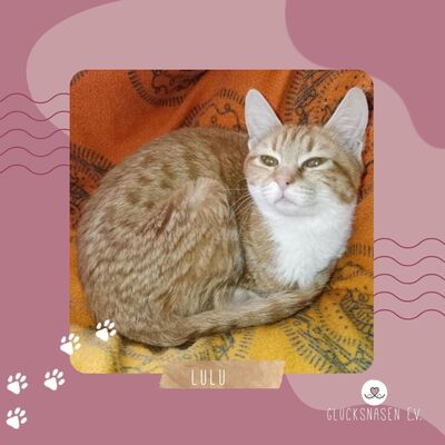 Kätzchen Lulu möchte bei Dir einziehen, EKH - Katze