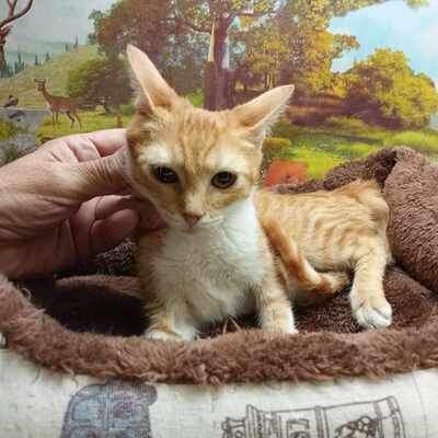 Kätzchen Lulu möchte bei Dir einziehen, EKH - Katze