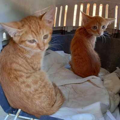 Kätzchen Lulu möchte bei Dir einziehen, EKH - Katze