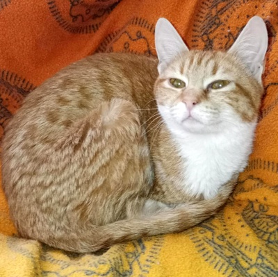 Kätzchen Lulu möchte bei Dir einziehen, EKH - Katze