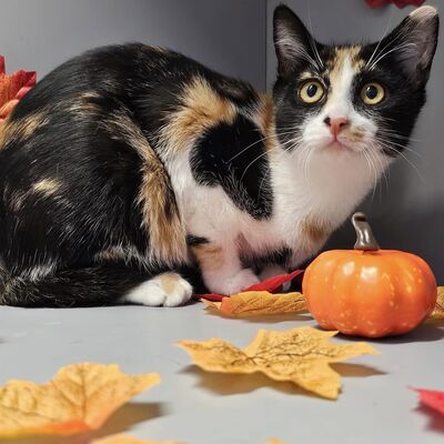 Kätzchen Lulu packt gern bald ihren Koffer, EKH Jungtier - Katze