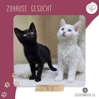 Kätzchen Maja und Kate möchten gern reisen