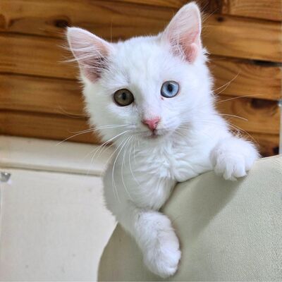 Kätzchen Maja und Kate möchten gern reisen, EKH Jungtier - Katze