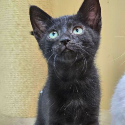 Kätzchen Maja und Kate möchten gern reisen, EKH Jungtier - Katze