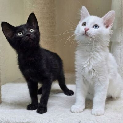 Kätzchen Maja und Kate möchten gern reisen, EKH Jungtier - Katze